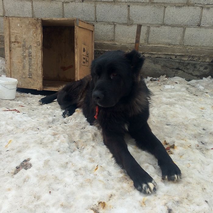 Продам алабай годавалый