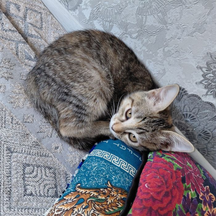 Отдаю котят в хорошие руки