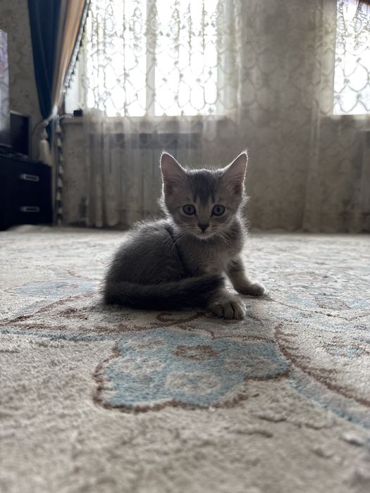 Кошки вислоухий.
