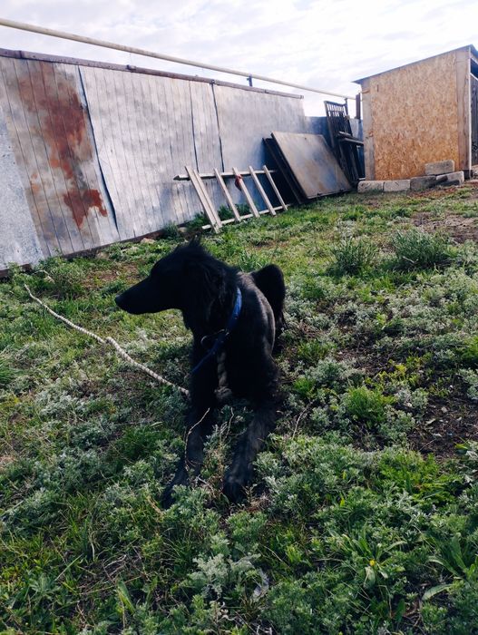 Шашақ тазы сатылады 2жасар еркек