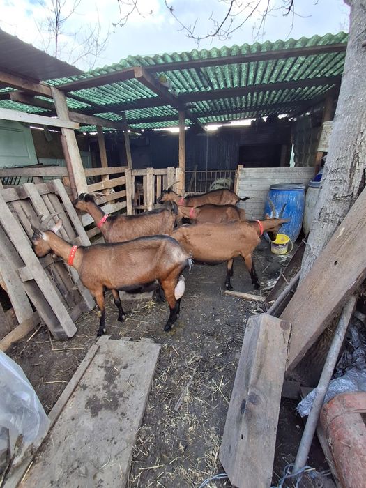 De vînzare capre alpine