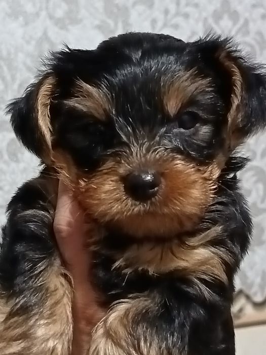 Йоркширский терьер мальчик