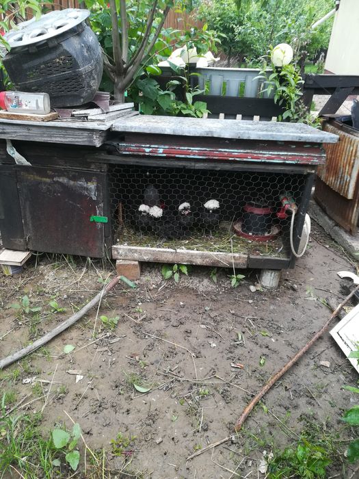 Vînd pui zburați de Moțată Olandeză!!!