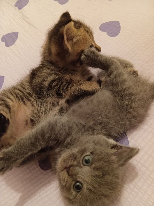 Британской котята