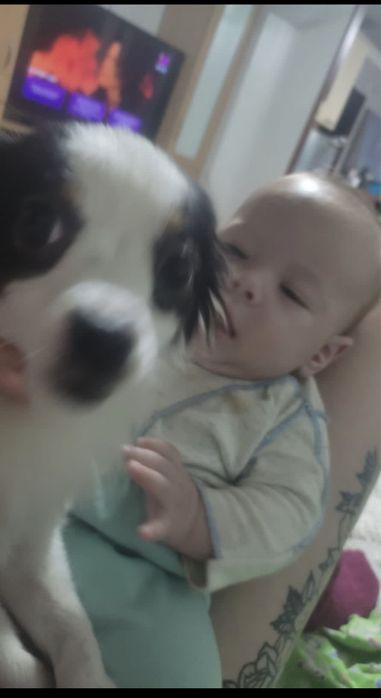 Пропала собака ,, кобель, потерялась