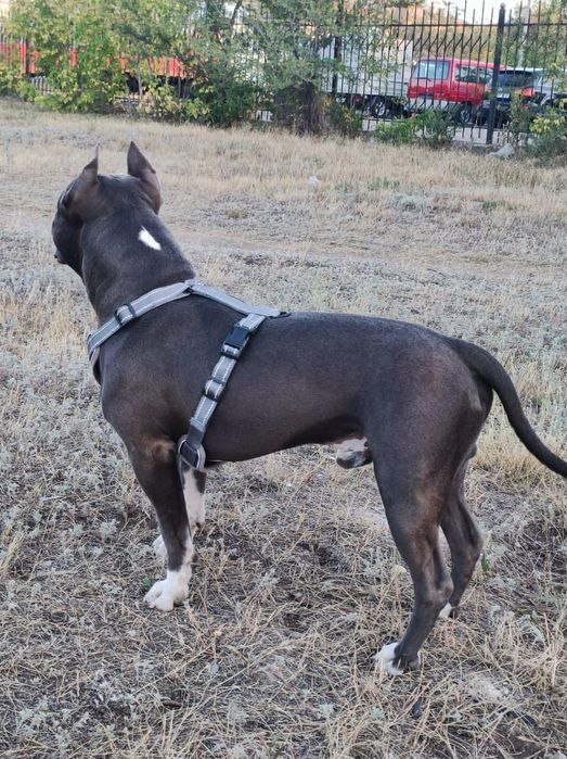 Американский стаффордширский терьер