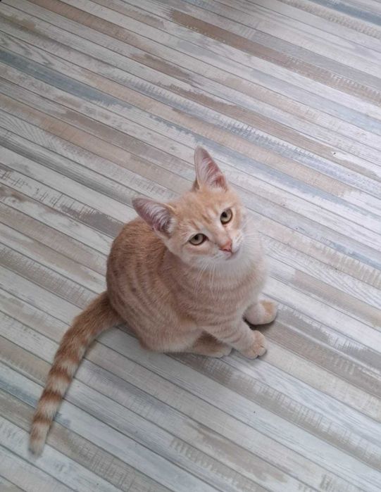 Отдам в добрые руки котика, подросток, мальчик