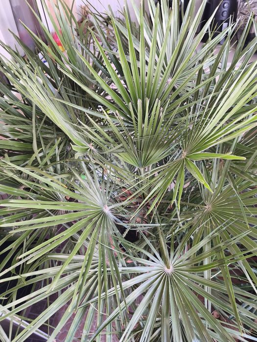 палма., многогодишна, Бенджамин