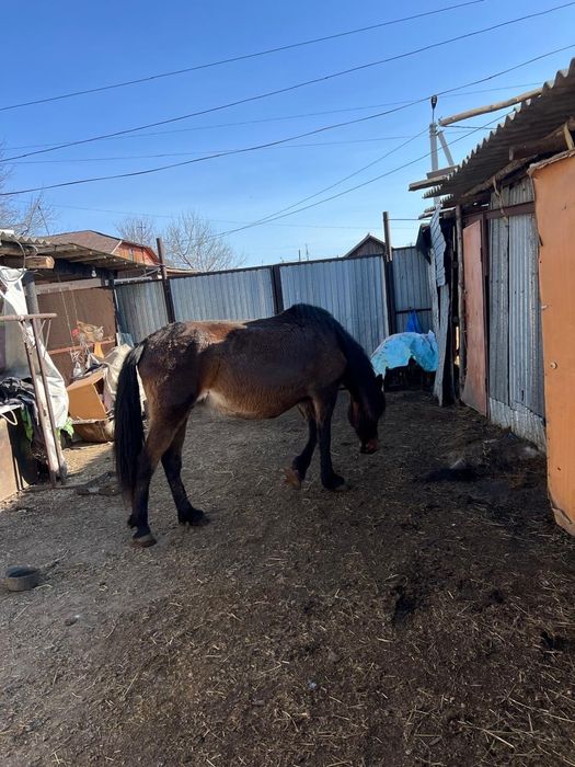 Буаз бие сатамын