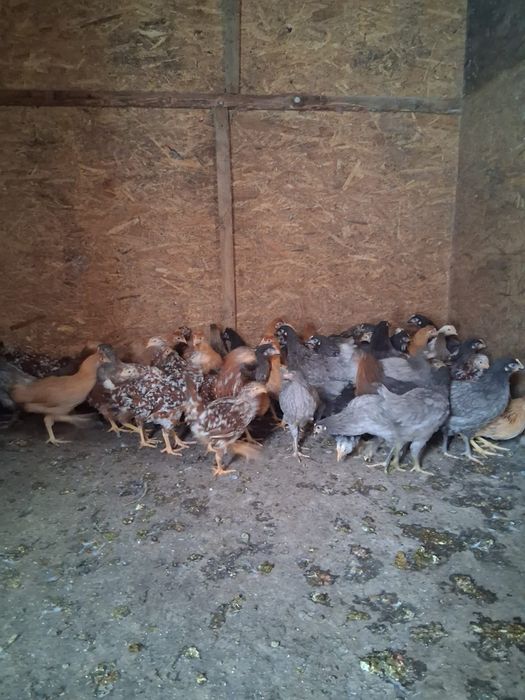 Puicuțe ouătoare de vânzare