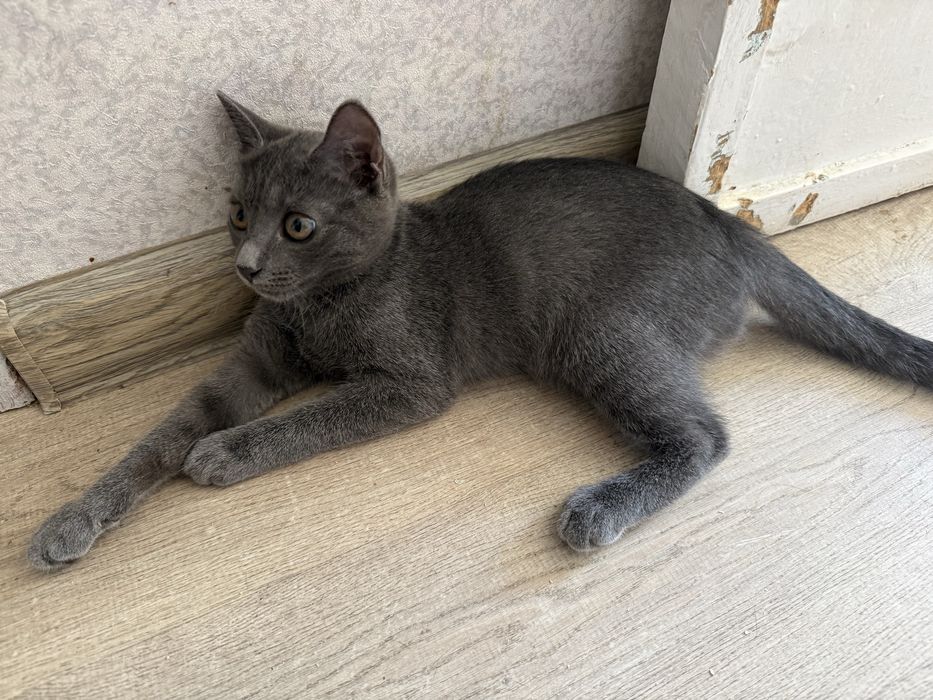 Котёнок девочка 3-4 месяца