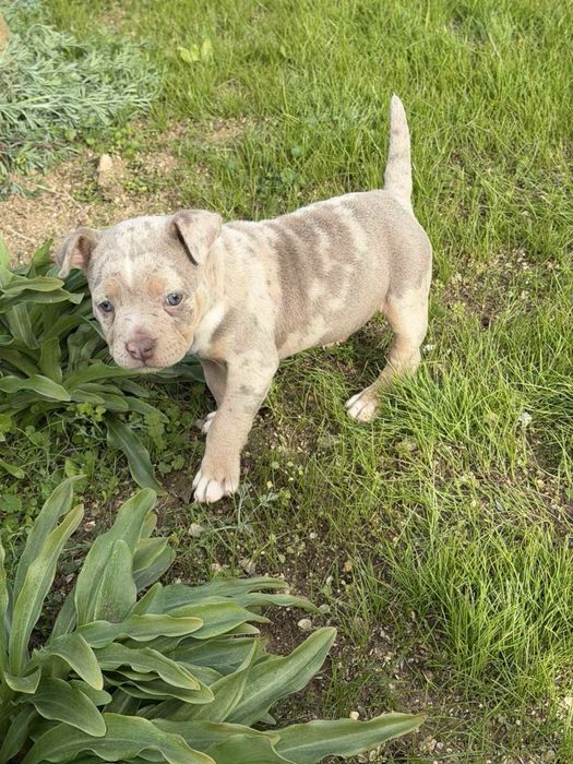 Американко були – Pocket