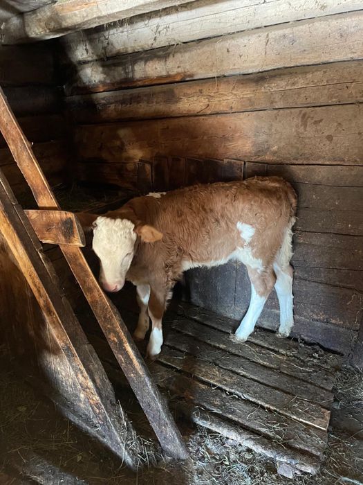 Vând vacă cu vițel