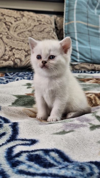Белый шотландский котенок