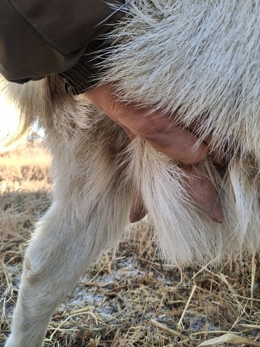 Занен таза орыс ешкі буаз