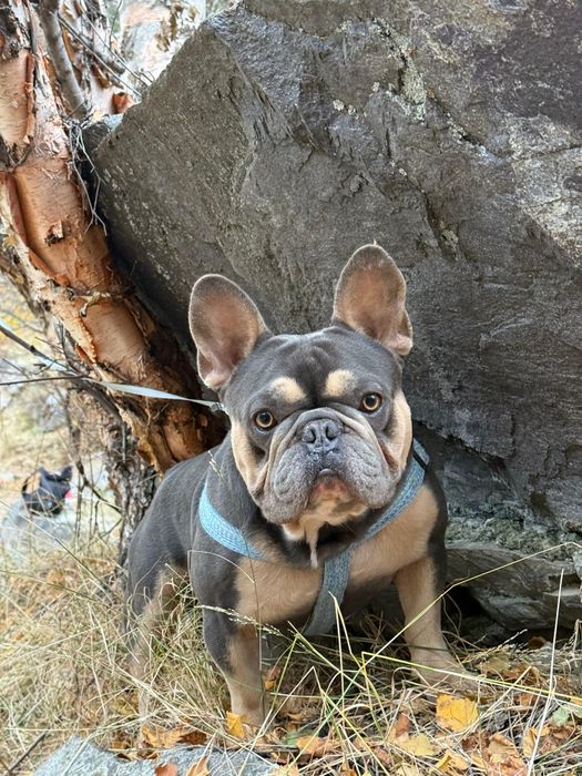 Вязка, Французкого Бульдога