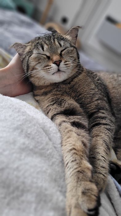 Отдаём кошечку в добрые руки