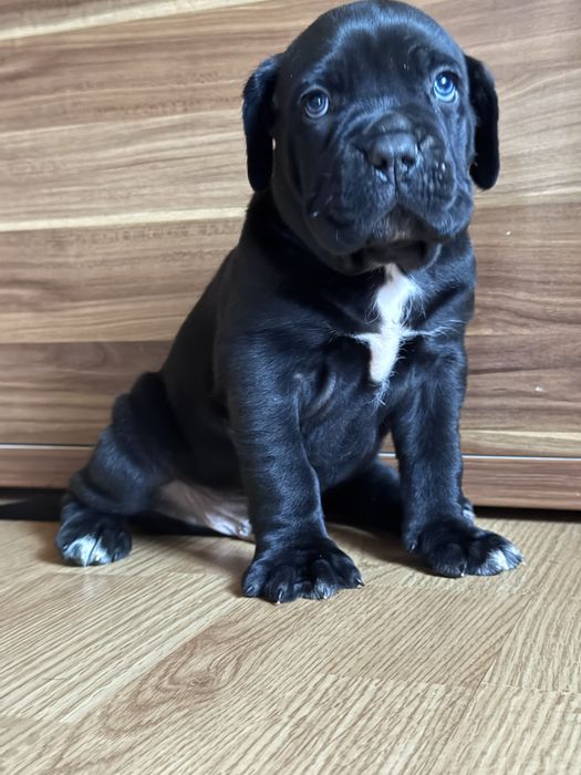 Cățeluș Cane Corso cu pedigree