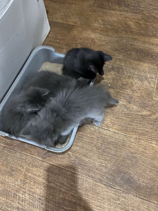 Отдам котят милые