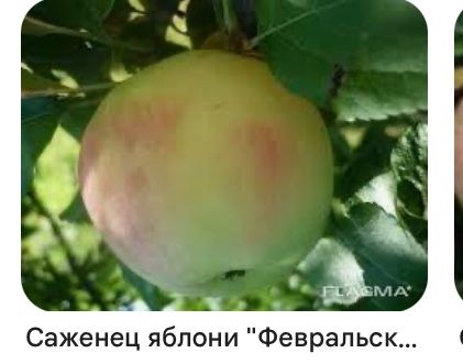 Яблони , груши, слива