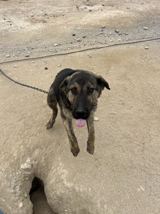 Отдам даром в хорошие руки