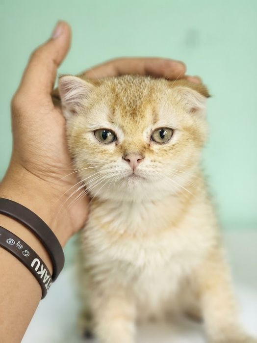 Котята породы шиншилла продажа