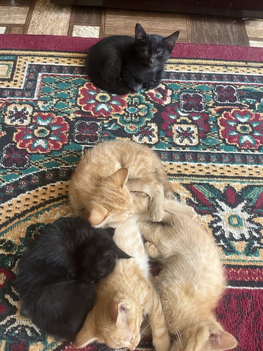Mushuk hadiyaga yahshi qaraydigan sotib yubormaydigan odamlarga