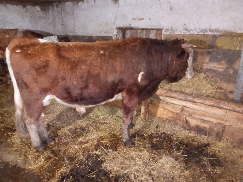 Vând doi tauri bălțați