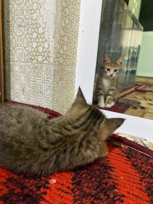 Даром Котята домашние в хорошие руки