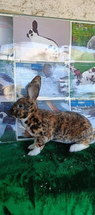 Рекс зоти куенлар