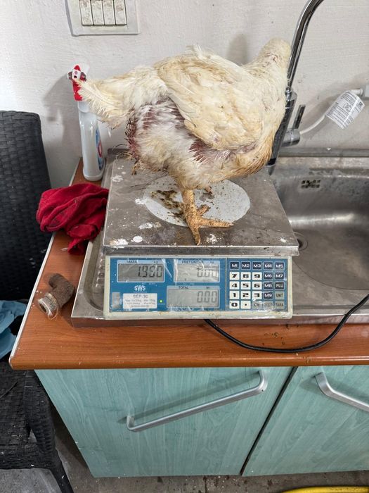 Vând pui de carne mari