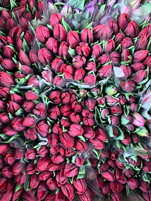 Свежие Тюльпаны (Болленстрик) с Гарантией от Производителя