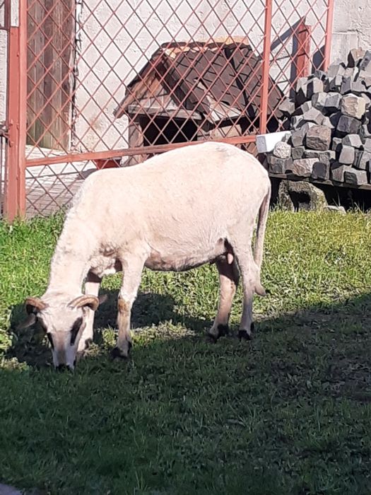 Vând oaie țurcană "brează"