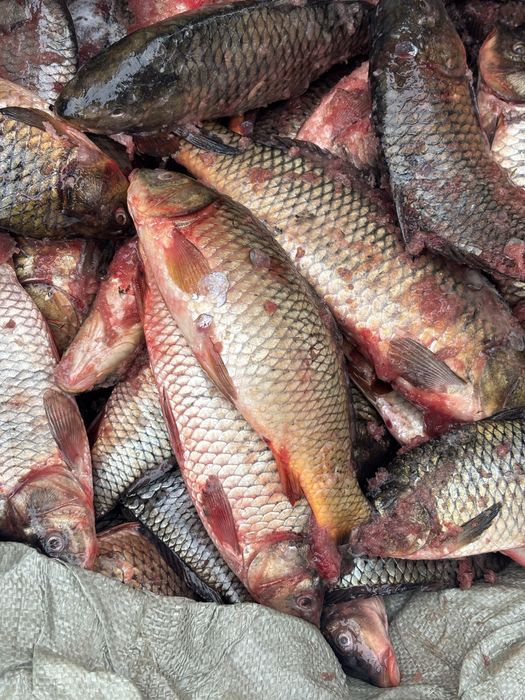 Сазан балық свежий келді кг 1500