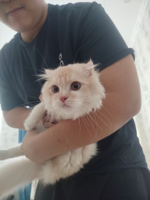Scottish Fold Longhair (Highland Fold)