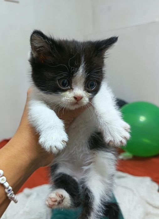 Отдам котёнка. 1.5 месяца. Девочка
