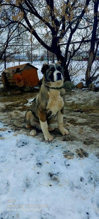 Алабай 7 айлық таза қанды