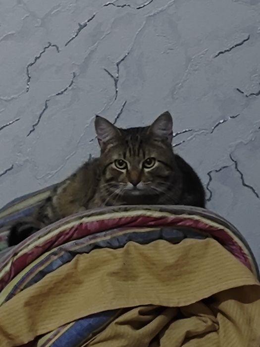 Отдадим кота 11 месяцев