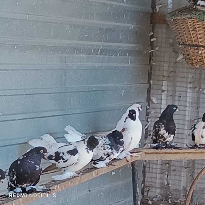 Голуби декоративные в Рудном.