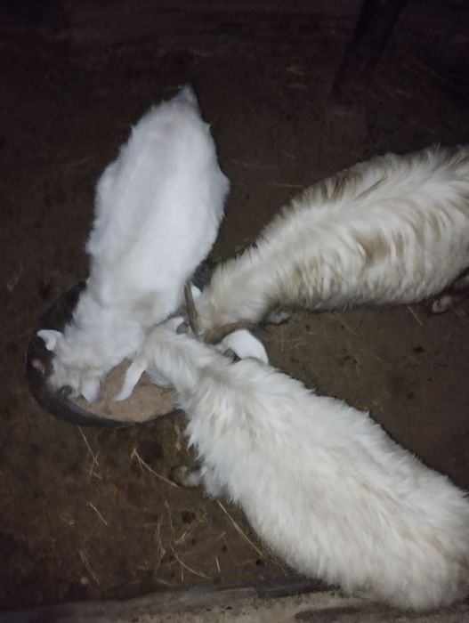 Ешкілер сатылады