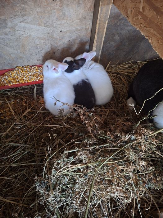 Iepurasi hycole francez