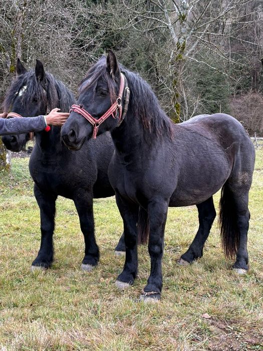 Vând mânză sarga mânze negre armasar