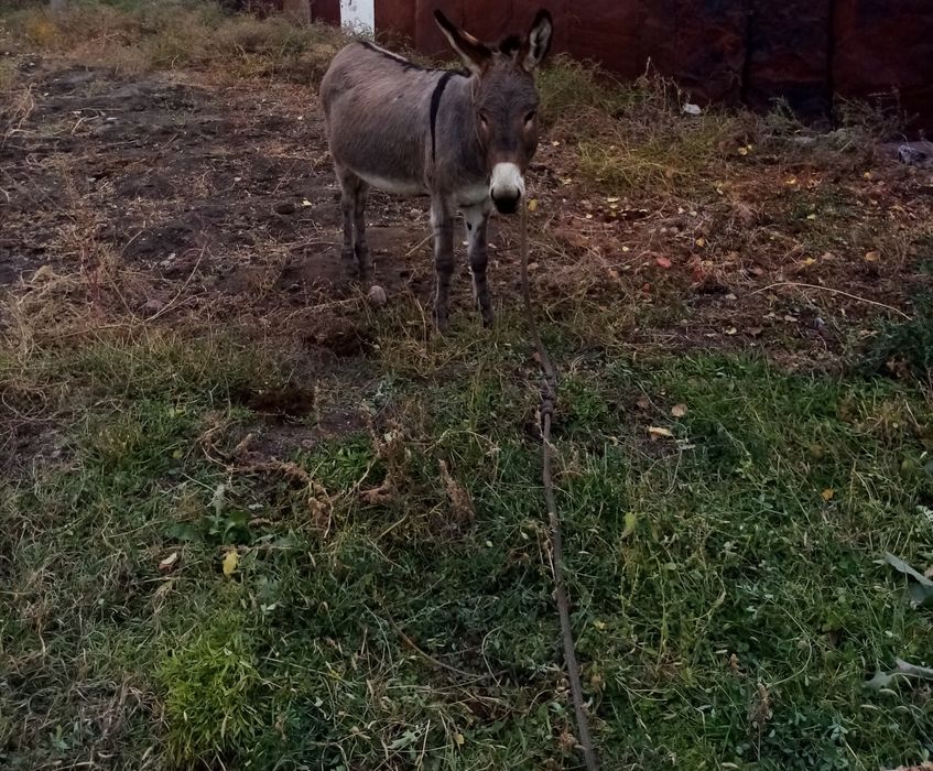 Продается ослица