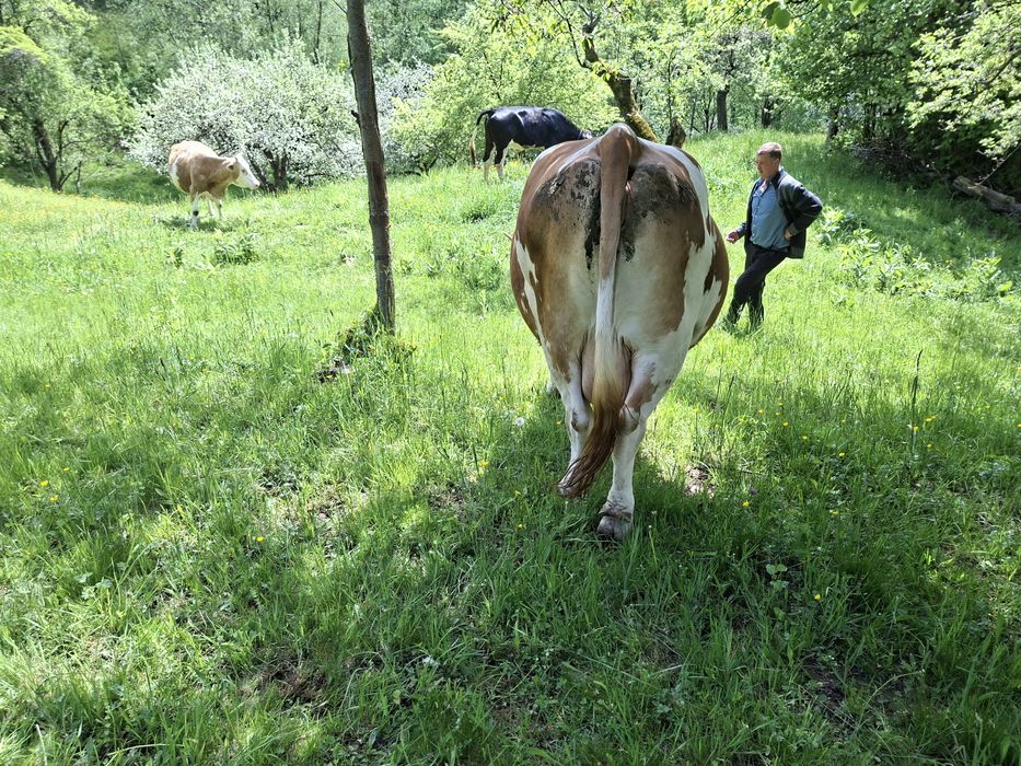 Vaci de vânzare Bran