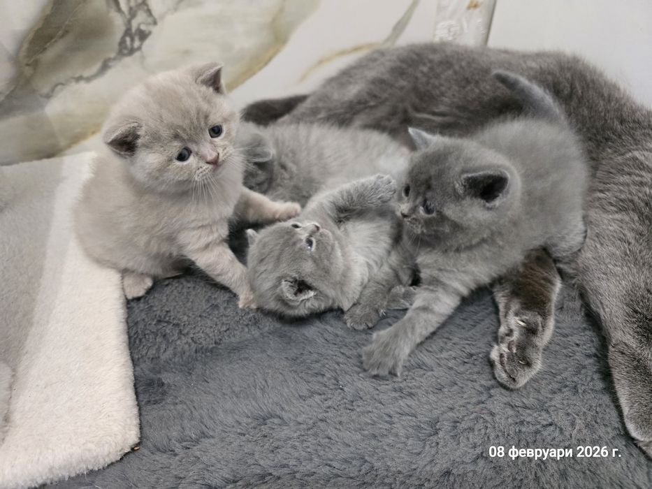 Британски котенца