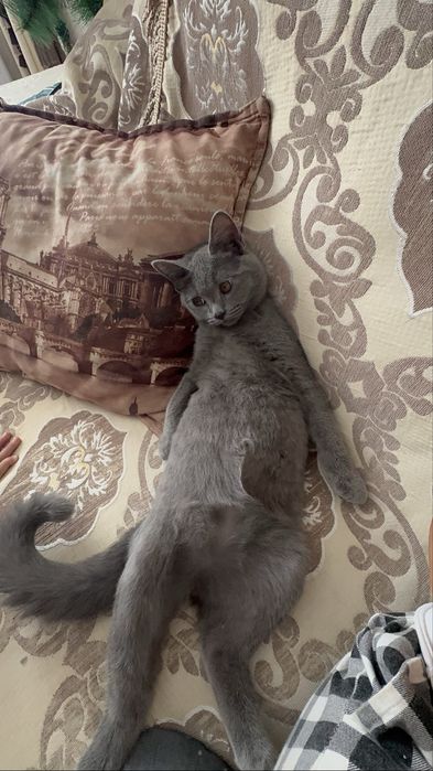 Кошка шотландский британец (метис).