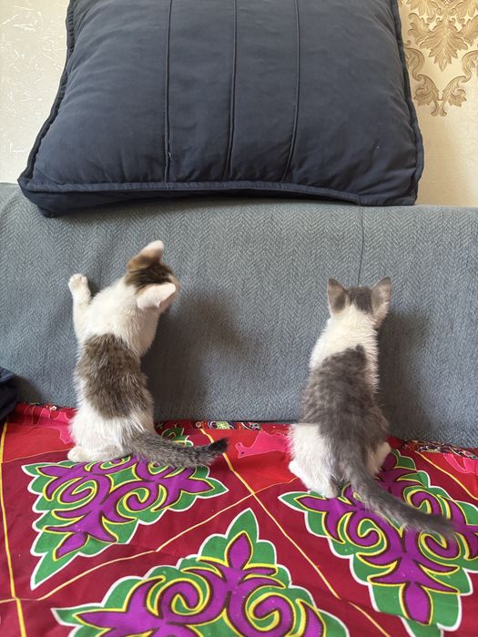 Котят отдам в хорошие руки