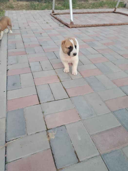 Продаются щенки САО