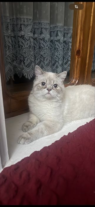 Котик. Британский скотиш страйт.