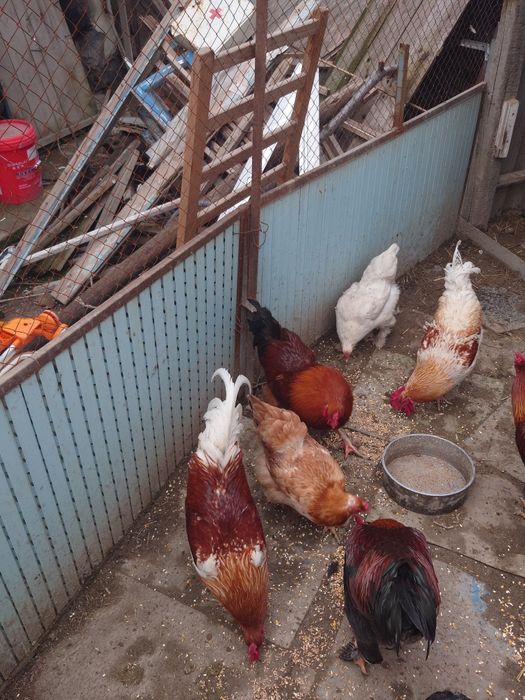 Продаются 3 петуха брама